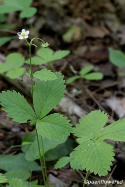 Plant form flowering